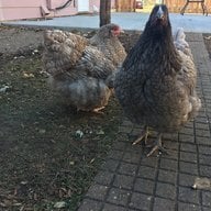 Headers Hen House