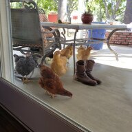 chickywag