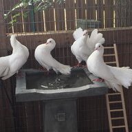 Dovecote2017