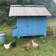 Nutfield Chickens