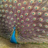Mrs. Nutmeg Peahen