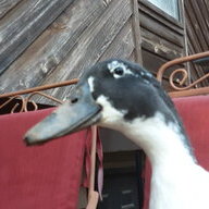 Chillen with the quacks