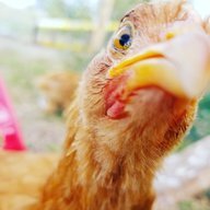 ChickenGrandma2202