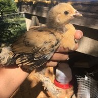 Gloryfarm