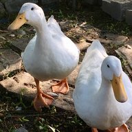 Quacking up