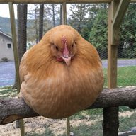 TheTinyHen