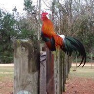Chickensbytheyard