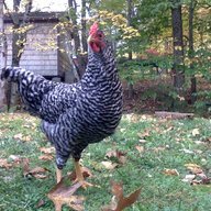 LittleWillowFarm