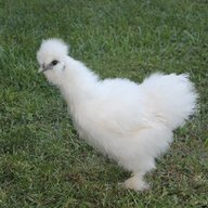 FeatherweightNana