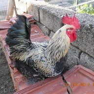 Stroumpoulo