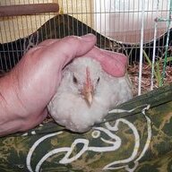 MarsieBird