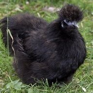 Egg_Carrier01