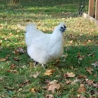 NikAndHerChicks