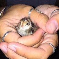 eastendquail