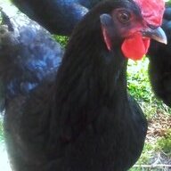 Chooky Jo