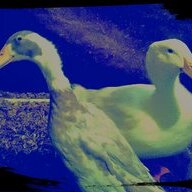 Quacky4Quackers