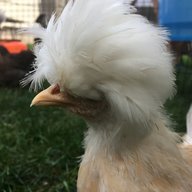 ct_chickens