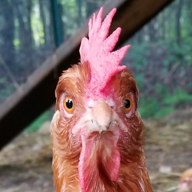 UncleDougsChickens