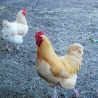 OkieChickenGal
