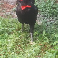 Jojomama