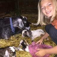 kaylee's poultry place