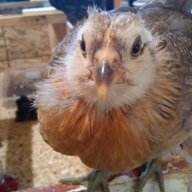 Robin_123