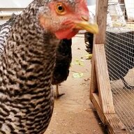 Big chicken egg guy