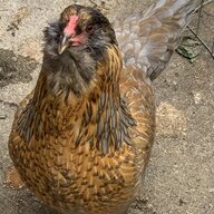 Newagecrazychickenlady