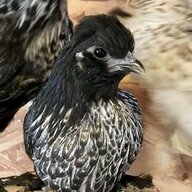 ANellis