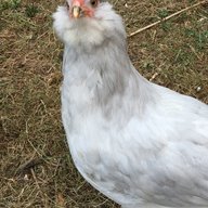 Frady’s Chicken Lady