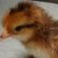 Chick_in_Indiana