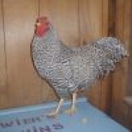 Pigeon442001