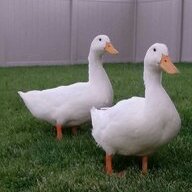 The Howard Ducks