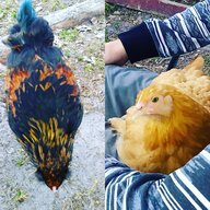 ChickenFam123