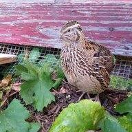 Gail The Quail