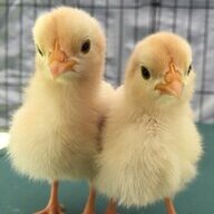 Chickens :)