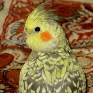 MohammadReza
