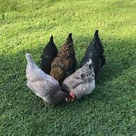 chickenthyme