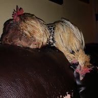 Jaythechickenman