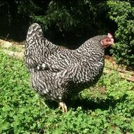 athena's chickens