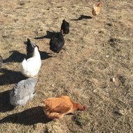 FamilyFarm12