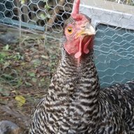 Weird chicken owner