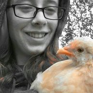 ChickenMamaSue
