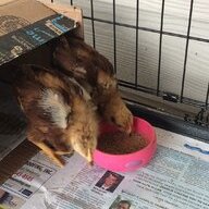 Mauchick