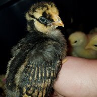 PurpleChickie