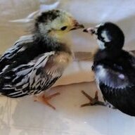HarmonyHillChickens