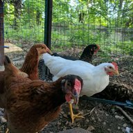 CluckinBell