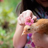 TinyFlock17