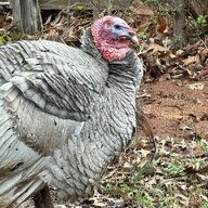 ChookyChooks&Turklets2
