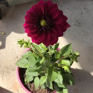 Zemphyra